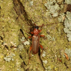 Phymatodes testaceus