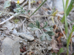 Ranunculus asiaticus