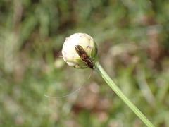Nemophora pfeifferella