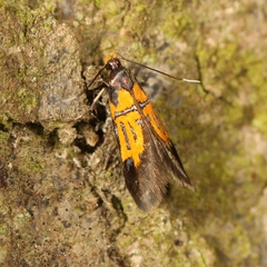 Schiffermuelleria schaefferella