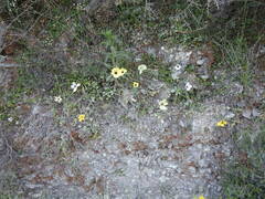 Ranunculus asiaticus