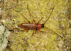 Phymatodes testaceus