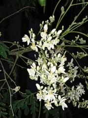 Moringa oleifera