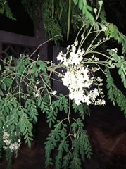 Moringa oleifera