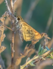 Hylephila phyleus