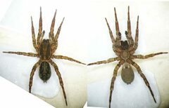 Arctosa personata