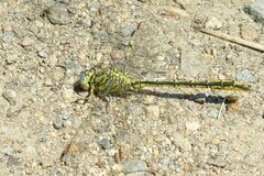 Gomphus pulchellus
