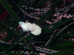Cadlina modesta