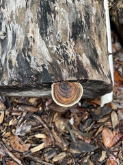 Ganoderma zonatum