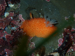 Acanthodoris lutea