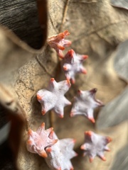 Cynips douglasii