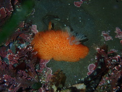 Acanthodoris lutea