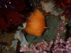 Acanthodoris lutea