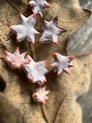 Cynips douglasii