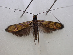 Nemophora pfeifferella