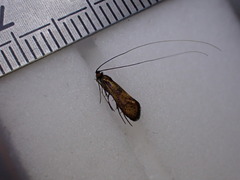 Nemophora pfeifferella