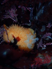 Acanthodoris lutea