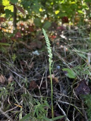 Spiranthes cernua