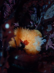 Acanthodoris lutea