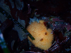 Acanthodoris lutea