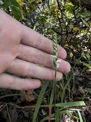 Spiranthes cernua