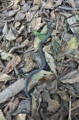 Storeria storerioides