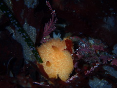 Acanthodoris lutea