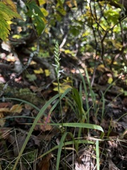 Spiranthes cernua