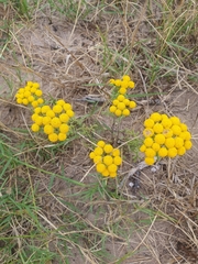 Oncosiphon suffruticosus