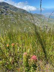 Mimetes pauciflorus