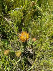 Mimetes pauciflorus
