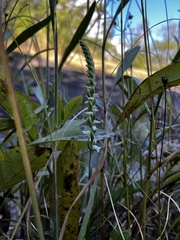 Spiranthes cernua