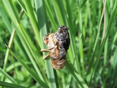 Cicadetta montana