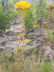 Oncosiphon suffruticosus