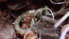 Buthus