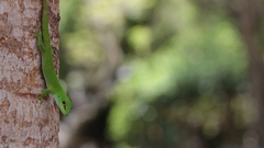 Phelsuma grandis