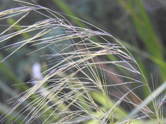 Austrostipa rudis