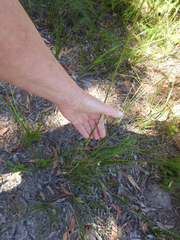 Austrostipa rudis