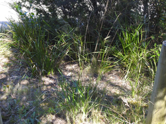Austrostipa rudis