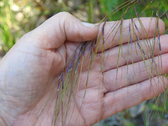Austrostipa rudis