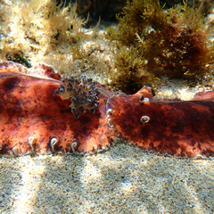 Platydoris cinereobranchiata