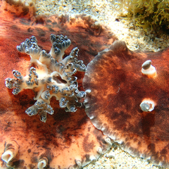 Platydoris cinereobranchiata