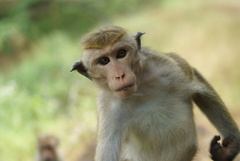 Macaca sinica