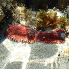 Platydoris cinereobranchiata