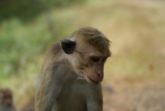 Macaca sinica
