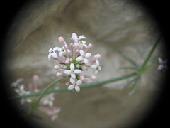 Asperula pubescens