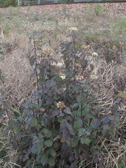 Cornus sanguinea australis