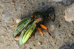 Carabus auronitens