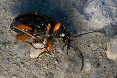 Carabus auronitens