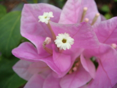 Bougainvillea glabra